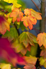 Fall Color Vine Maple in Oregon