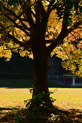 Autumn, sunny park. The sun's rays pass through the yellow to red leaves and show a vivid color.
