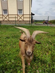 Big horned goat walks on the grass in the farm yard. male goat with curved horns