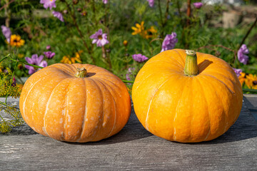 Yellow ripe pumpkin on a wooden table close - up in autumn