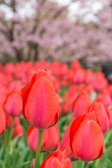 A close-up of tulips in the park