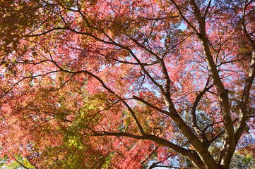 Autumn, sunny park. The sun's rays pass through the red-colored leaves and show a vivid color.