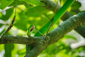 Oriental Whip Snake (Ahaetulla prasina) feasting on a lizard, photographed in Singapore 