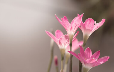Pink crocus flowers on nature blurry background. Spring flower blossom in the garden under sunlight using as background natural flora landscape, ecology cover page concept.