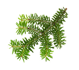 Green branch of Nordman fir isolated on white.