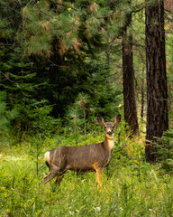 Naklejka na ściany i meble Deer in Forest in Oregon