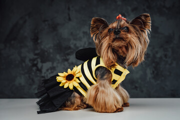 Yorkshire doggy weared in bee dress against dark background