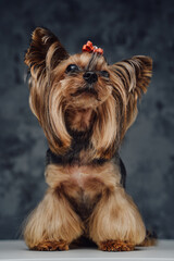 Purebred yorkshire dog with brown fur and red bow tie