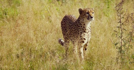 Alert adult cheetah walking at vast grass plain and looking for enemies and prey