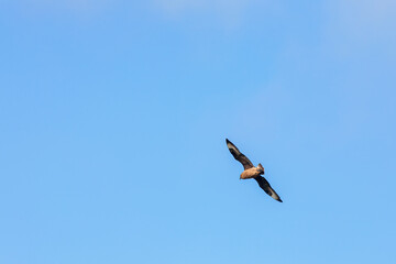 Great skua flying on a blue sky