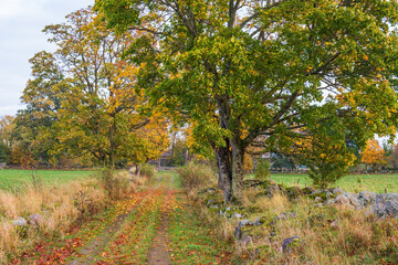 Tree lined dirt road with autumn colors