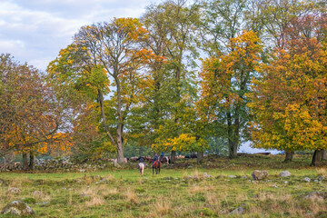 Riders driving livestock in a pasture in the autumn