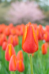 A close-up of tulips in the park