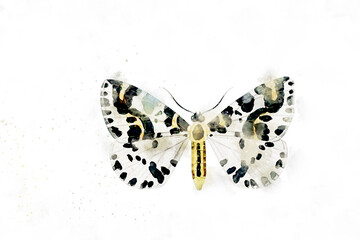 All kinds of beautiful watercolor butterfly illustrations