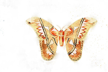 Plakat All kinds of beautiful watercolor butterfly illustrations
