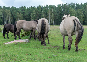 Naklejka na ściany i meble horses grazing on the shore of the lake, the inhabitants of engure nature park are wild animals that are used to visitors, Engure nature park, Latvia