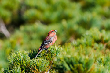 さえずるギンザンマシコ雄(Pine grosbeak)