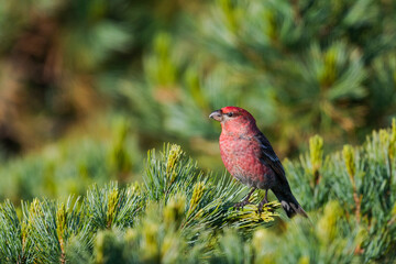ギンザンマシコ雄(Pine grosbeak)