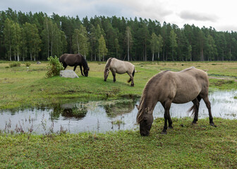 Fototapeta na wymiar horses grazing on the shore of the lake, the inhabitants of engure nature park are wild animals that are used to visitors, Engure nature park, Latvia