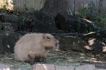カピバラ