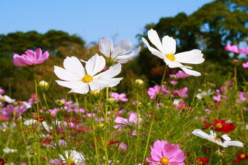 コスモス
