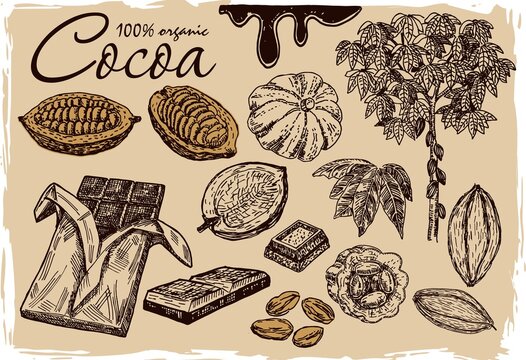 Cocoa beans, cocoa leaves, cocoa branch with fruits of cocoa, chocolate. Elements are isolated. Chocolate ingredient. Organic healthy food sketch. Great for banner, poster, label.