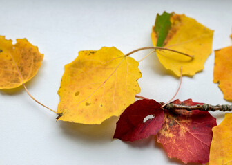 beautiful, colored aspen tree leaves on a light background, autumn colors