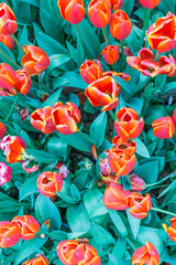 Fototapeta na wymiar A close-up of tulips in the park