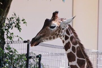 キリン