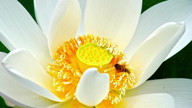 Close-up shot of the beautiful view of a bee eating lotus stamens, slow motion