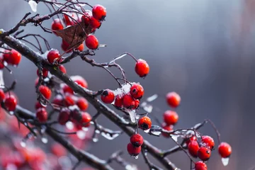 Foto auf Acrylglas Frozen berry © Galyna Andrushko