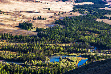 The Chuy River is surrounded by a coniferous forest. Kosh-Agachsky district of the Altai Republic, Russia