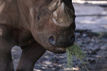 Obraz premium ヒガシクロサイ