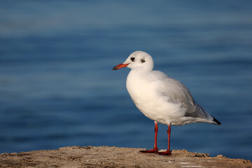 Seagull sits on the shore in the morning