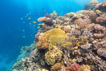 Naklejka na ściany i meble Colorful, picturesque coral reef at the bottom of tropical sea, hard corals and fishes, air bubbles, underwater landscape