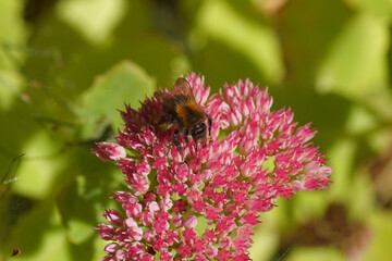 Common carder bee (Bombus pascuorum) family Apidae. On flowers orpine (Hylotelephium telephium), stonecrop family, orpine family (Crassulaceae), Dutch garden. September, Netherlands