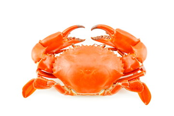 Crab isolated on white background. Color red, orange. Marine seafood. Animal in ocean has claw and hard shell. Cooked crab is meal, cuisine in restaurant. Nature feast hot cook by steam or boil. - obrazy, fototapety, plakaty