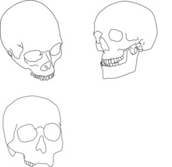 Vector outline of human skull.