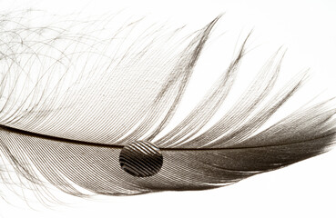a little feather and water drops