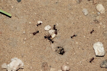 The ants try to carry the grain of wheat lying in the field.ants working , ants teamwork, ants nature