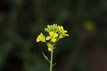 Full fill smelling hybrid mustard plant with fresh organic pure yellow mustard flowers in mustard filed