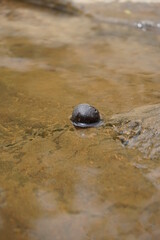 small river snail on a rock 