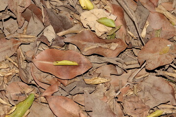 Yellow autumn background photo of fallen berries and lemon leaves in autumn
