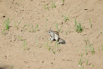 A squirrel eating and destroying wheat crop and sprouts crops in the field