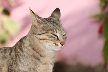 Naklejka na ściany i meble Close up face of a pet tabby cat and a tabby cat posing for sleep