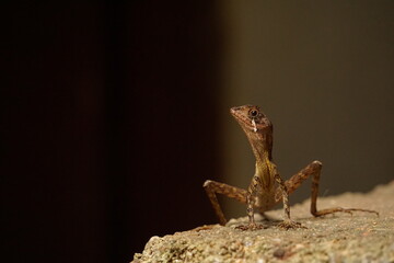 Sri lankan kangaroo lizard on a rock