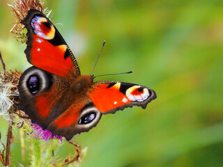 Nymphalidae butterfly in nature