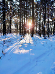 Sunset in snowy winter fir forest. Sun's rays break through the trunks of trees.