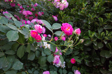 City park with trees and plants and small bridge road background
