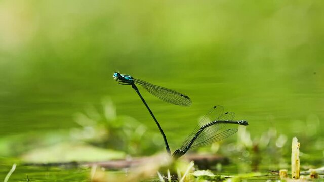 Female Damselfly Laying Eggs In The Water, Male Continues To Hold The Female With His Claspers. - close up